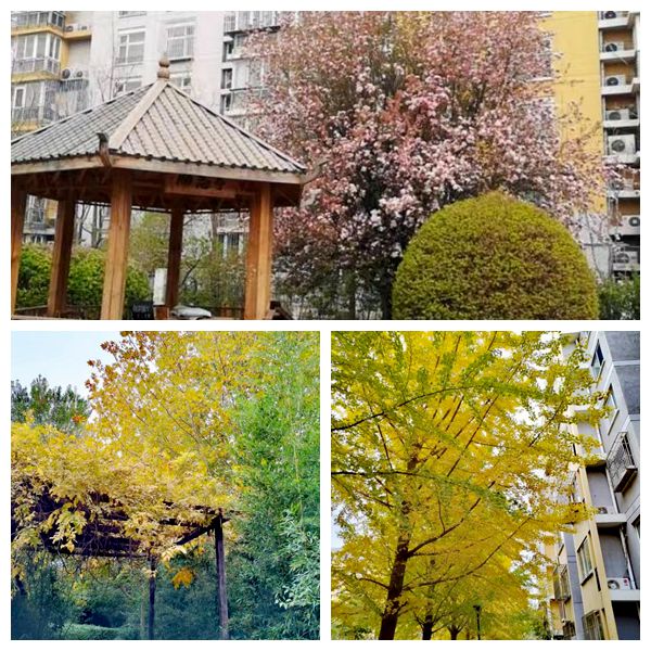 的“爆改”打造多彩龙腾苑六区社区凯发k8国际“六色助力”！家门口(图20)