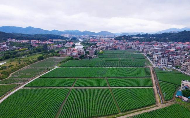 灌区改造升级 持续强化灌区规范管理凯发携手马竞赛事泉州惠安:加快推进(图2) 灌区改造升级 持续强化灌区规范管理凯发携手马竞赛事泉州惠安:加快推进(图2)